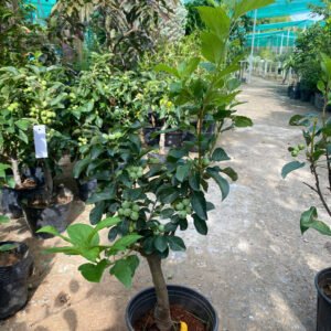 Cây Táo Cherry