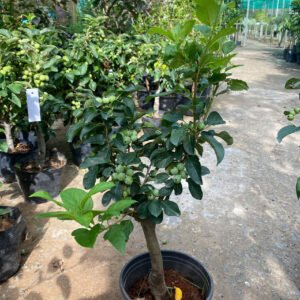 Cây Táo Cherry