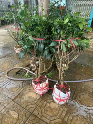 Cây Chè Xanh - Ảnh 2