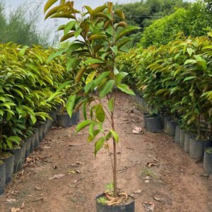 Cây Vú Sữa Tím Mica (Cây giống)