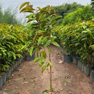Cây Vú Sữa Tím Mica (Cây giống)