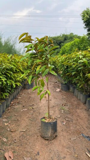 Cây Vú Sữa Tím Mica (Cây giống) - Ảnh 2