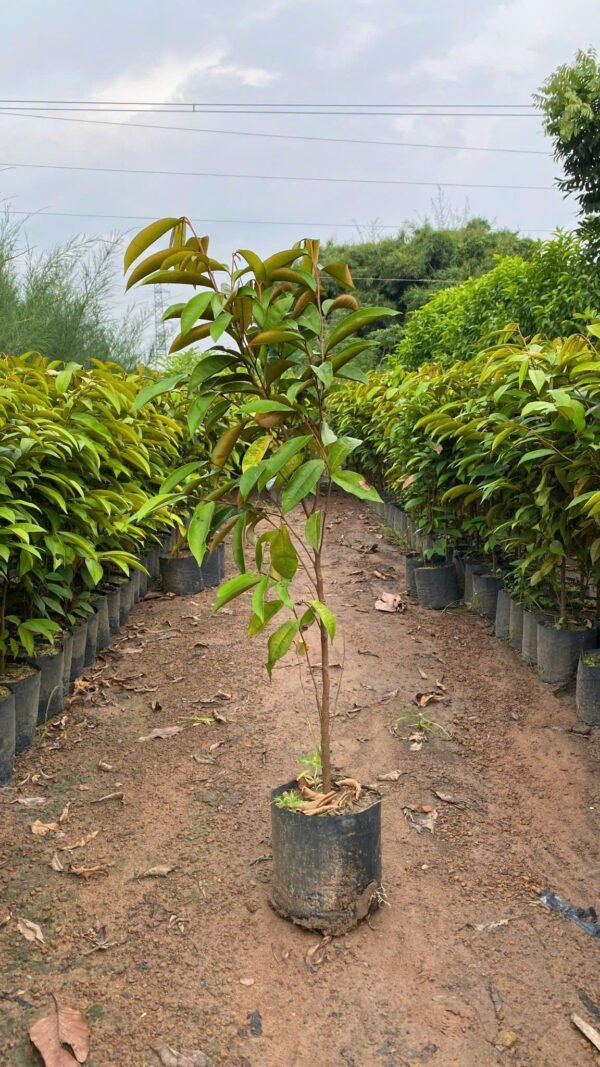 Cây Vú Sữa Tím Mica (Cây giống) - Ảnh 2
