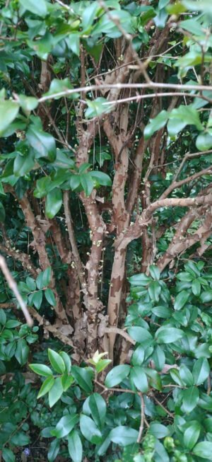 Cây Nho Thân Gỗ - Ảnh 4