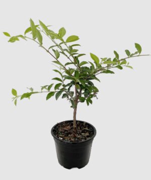 Cây Sơ-ri (cây giống) - Ảnh 2