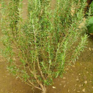 Cây Hương Thảo (Cây lớn, gốc to)