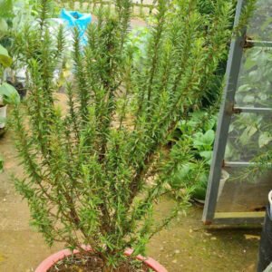 Cây Hương Thảo (Cây lớn, gốc to) - Ảnh 2