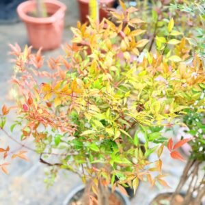 Cây Trúc Nhật