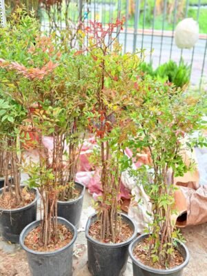 Cây Trúc Nhật - Ảnh 4