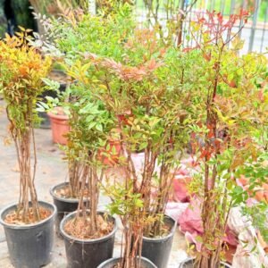 Cây Trúc Nhật