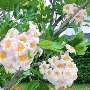 Nguyệt Quế Thái (cây con)