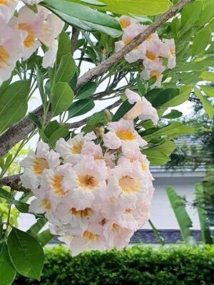 Nguyệt Quế Thái (cây con) - Ảnh 4