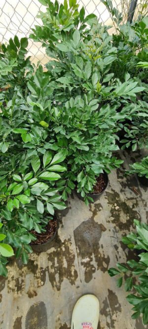 Nguyệt Quế Thái (cây con) - Ảnh 2