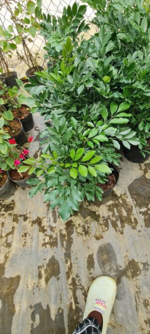 Nguyệt Quế Thái (cây con) - Ảnh 3
