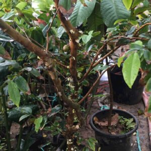 Cây Nho Thân Gỗ
