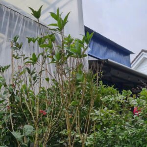 Mộc Hương - Ảnh 3
