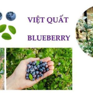 Việt Quất (Cây giống)