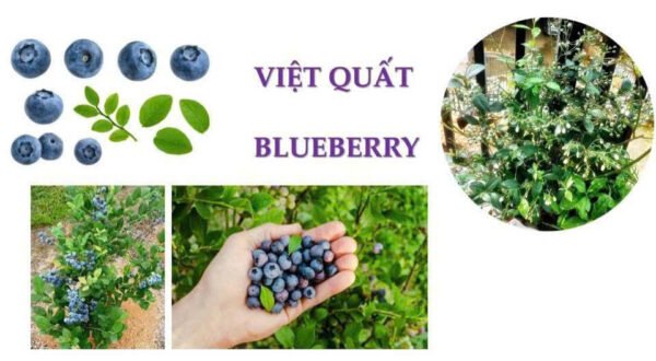 Việt Quất (Cây giống)