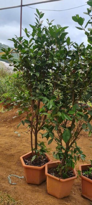 Cây Cherry Brazil cao to - Ảnh 2