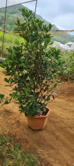 Cây Cherry Brazil cao to - Ảnh 5