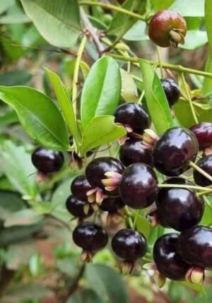 Cây Cherry Brazil cao to - Ảnh 3