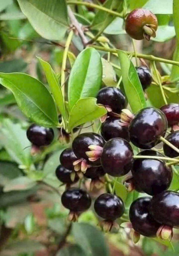 Cây Cherry Brazil cao to - Ảnh 3