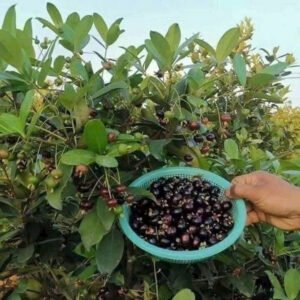 Cây Cherry Brazil cao to