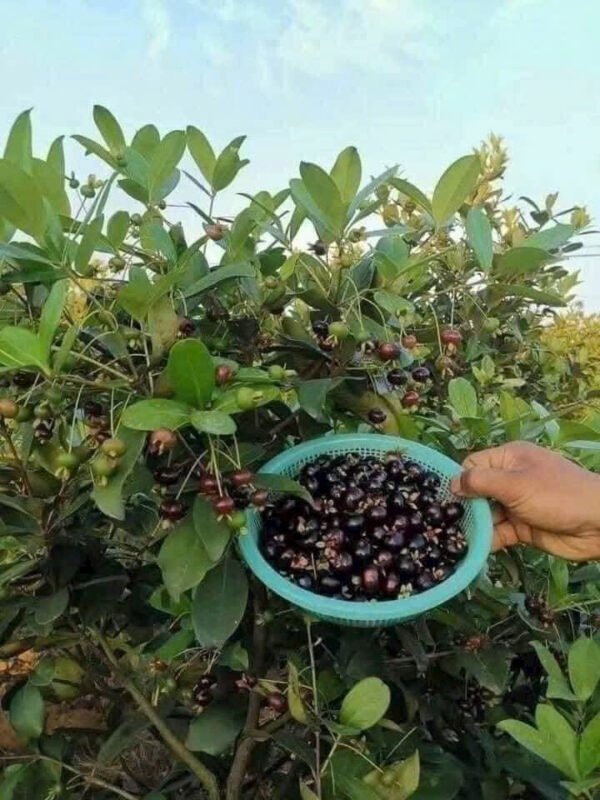 Cây Cherry Brazil cao to
