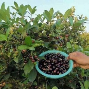 Cây Cherry Brazil cao to