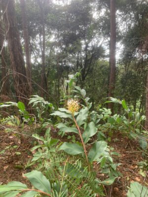 Cây gừng bướm đá (cây con) - Ảnh 3