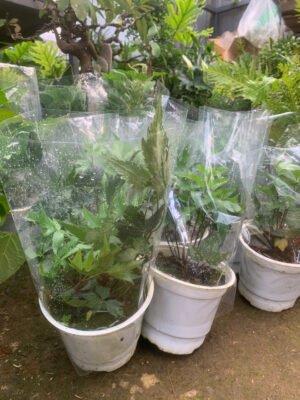 Cây Sâm Đương Quy - Ảnh 2