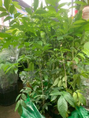 Cây Mắc Mật (cây giống) - Ảnh 2