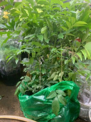 Cây Mắc Mật (cây giống) - Ảnh 4