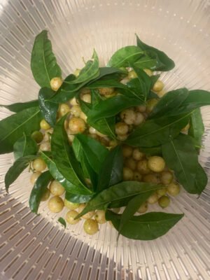 Cây Mắc Mật (cây giống) - Ảnh 3