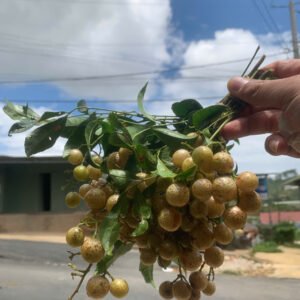 Cây Mắc Mật (cây giống)