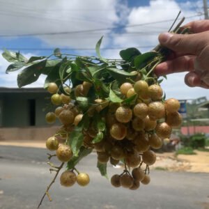 Cây Mắc Mật (cây giống)