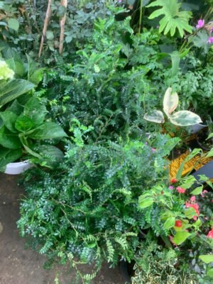 Cây Thanh Mộc Hương - Ảnh 2