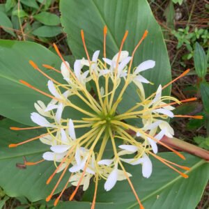 Cây gừng bướm đá (cây con)