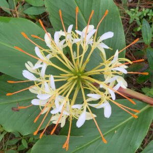 Cây gừng bướm đá (cây con)